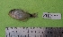  ( - SMNHTAU P.15355)  @11 [ ] No Rights Reserved  Roi Holzman The Interuniversity Institute for Marine Sciences Eilat