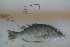  ( - SMNHTAU P.15600)  @11 [ ] No Rights Reserved  Roi Holzman The Interuniversity Institute for Marine Sciences Eilat