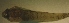  ( - SMNHTAU P.15675)  @11 [ ] No Rights Reserved  Roi Holzman The Interuniversity Institute for Marine Sciences Eilat