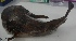  ( - SMNHTAU P.15727)  @11 [ ] No Rights Reserved  Roi Holzman The Interuniversity Institute for Marine Sciences Eilat