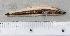  ( - SMNHTAU P. 15271)  @11 [ ] No Rights Reserved  Roi Holzman The Interuniversity Institute for Marine Sciences Eilat