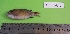  (Neopomacentrus miryae - SMNHTAU P15350)  @11 [ ] No Rights Reserved  Roi Holzman The Interuniversity Institute for Marine Sciences Eilat