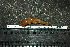  (Aulopareia - HKL-G177)  @11 [ ] Unspecified (default): All Rights Reserved  Unspecified Unspecified