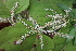  ( - KL-183967)  @11 [ ] Copyright (2018) E.C.O. Institute of Ecology E.C.O. Institute of Ecology