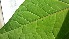  ( - KL-183902)  @11 [ ] Copyright (2018) E.C.O. Institute of Ecology E.C.O. Institute of Ecology