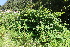  (Reynoutria japonica - KL-183936)  @11 [ ] Copyright (2018) E.C.O. Institute of Ecology E.C.O. Institute of Ecology