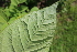  ( - KL-183937)  @11 [ ] Copyright (2018) E.C.O. Institute of Ecology E.C.O. Institute of Ecology