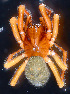  ( - ZSM-BC-26830-B10)  @11 [ ] CreativeCommons  Attribution Non-Commercial Share-Alike (2016) SNSB (Staatliche Naurwissenschaftliche Sammlungen Bayerns) ZSM (Zoologische Staatssammlung Muenchen)