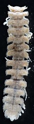  (Brachydesmus inferus - ZSM-BC-26830-D02)  @11 [ ] CreativeCommons  Attribution Non-Commercial Share-Alike (2016) SNSB (Staatliche Naurwissenschaftliche Sammlungen Bayerns) ZSM (Zoologische Staatssammlung Muenchen)