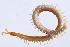  (Geophilus easoni - ZSM-BC-26830-G02)  @11 [ ] CreativeCommons  Attribution Non-Commercial Share-Alike (2016) SNSB (Staatliche Naurwissenschaftliche Sammlungen Bayerns) ZSM (Zoologische Staatssammlung Muenchen)
