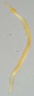  (Geophilus truncorum - ZSM-BC-27349-E03)  @11 [ ] CreativeCommons  Attribution Non-Commercial Share-Alike (2016) SNSB (Staatliche Naurwissenschaftliche Sammlungen Bayerns) ZSM (Zoologische Staatssammlung Muenchen)