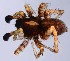  ( - ZSM-BC-27349-F10)  @11 [ ] CreativeCommons  Attribution Non-Commercial Share-Alike (2016) SNSB (Staatliche Naurwissenschaftliche Sammlungen Bayerns) ZSM (Zoologische Staatssammlung Muenchen)