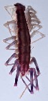  ( - ZSM-BC-27349-H03)  @11 [ ] CreativeCommons  Attribution Non-Commercial Share-Alike (2016) SNSB (Staatliche Naurwissenschaftliche Sammlungen Bayerns) ZSM (Zoologische Staatssammlung Muenchen)