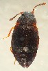  ( - ZSM-BC-27570-C04)  @13 [ ] CreativeCommons  Attribution Non-Commercial Share-Alike (2016) SNSB (Staatliche Naurwissenschaftliche Sammlungen Bayerns) ZSM (Zoologische Staatssammlung Muenchen)