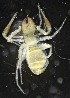  (Chthonius ischnocheles - ZSM-BC-27570-D02)  @11 [ ] CreativeCommons  Attribution Non-Commercial Share-Alike (2016) SNSB (Staatliche Naurwissenschaftliche Sammlungen Bayerns) ZSM (Zoologische Staatssammlung Muenchen)