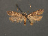  (Dichomeris hirculella - SL0300)  @14 [ ] CreativeCommons - Attribution (2010) Unspecified Centre for Biodiversity Genomics