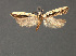  (Dichomeris pelta - SL0307)  @12 [ ] CreativeCommons - Attribution (2010) Unspecified Centre for Biodiversity Genomics