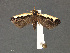  (Dichomeris imitata - SL0314)  @12 [ ] CreativeCommons - Attribution (2010) Unspecified Centre for Biodiversity Genomics