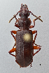  ( - DNA4130)  @11 [ ] Unspecified (default): All Rights Reserved  Unspecified University of Arizona, Insect Collection