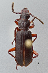  ( - DNA4132)  @11 [ ] Unspecified (default): All Rights Reserved  Unspecified University of Arizona, Insect Collection