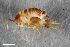  (Myrmecophila acervorum - ZFMK-TIS-2598457)  @11 [ ] CreativeCommons  Attribution Share-Alike (by-sa) 102 (2017) Unspecified Zoologisches Forschungsmuseum Alexander Koenig