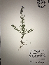  (Glandularia aristigera - GPAGA 145)  @11 [ ] Copyright (2017) Columbus State University Columbus State University
