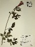  (Campsis - GPAGA 177)  @11 [ ] Copyright (2017) Columbus State University Columbus State University