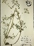  (Ptilimnium - GPAGA 207)  @11 [ ] Copyright (2017) Columbus State University Columbus State University