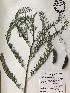  (Sesbania drummondii - GPAGA 243)  @11 [ ] Copyright (2017) Columbus State University Columbus State University
