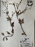  ( - GPAGA 273)  @11 [ ] Copyright (2017) Columbus State University Columbus State University