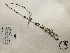  (Scutellaria racemosa - GPAGA 275)  @11 [ ] Copyright (2017) Columbus State University Columbus State University