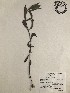  (Diodia virginiana - GPAGA 281)  @11 [ ] Copyright (2017) Columbus State University Columbus State University