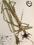  ( - GPAGA 303)  @11 [ ] Copyright (2017) Columbus State University Columbus State University