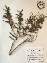 (Chamaecrista nictitans - GPAGA 329)  @11 [ ] Copyright (2017) Columbus State University Columbus State University