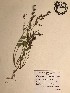  (Alysicarpus ovalifolius - GPAGA 395)  @11 [ ] Copyright (2017) Columbus State University Columbus State University