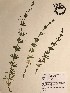  ( - GPAGA 426)  @11 [ ] Copyright (2017) Columbus State University Columbus State University