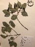  ( - GPAGA 438)  @11 [ ] Copyright (2017) Columbus State University Columbus State University