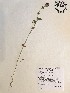  (Trifolium incarnatum - GPAGA 481)  @11 [ ] Copyright (2017) Columbus State University Columbus State University