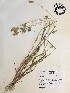  (Phalaris caroliniana - GPAGA 497)  @11 [ ] Copyright (2017) Columbus State University Columbus State University