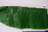  (Musa x paradisiaca - RossS03)  @11 [ ] Attribution Non-Commercial Share-Alike (2025) Jacqueline Kumadoh A Rocha Ghana