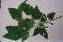  ( - RDS32)  @11 [ ] Attribution Non-Commercial Share-Alike (2025) Jacqueline Kumadoh A Rocha Ghana