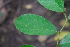  (Antiaris toxicaria - RDS119)  @11 [ ] Attribution Non-Commercial Share-Alike (2025) Jacqueline Kumadoh A Rocha Ghana