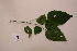  ( - RDS77)  @11 [ ] Attribution Non-Commercial Share-Alike (2025) Jacqueline Kumadoh A Rocha Ghana