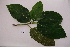  ( - RDS80)  @11 [ ] Attribution Non-Commercial Share-Alike (2025) Jacqueline Kumadoh A Rocha Ghana