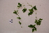  ( - RDS132)  @11 [ ] Attribution Non-Commercial Share-Alike (2025) Jacqueline Kumadoh A Rocha Ghana