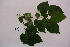  ( - RDS124)  @11 [ ] Attribution Non-Commercial Share-Alike (2025) Jacqueline Kumadoh A Rocha Ghana