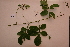  ( - RDS116)  @11 [ ] Attribution Non-Commercial Share-Alike (2025) Jacqueline Kumadoh A Rocha Ghana