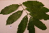  ( - RDS115)  @11 [ ] Attribution Non-Commercial Share-Alike (2025) Jacqueline Kumadoh A Rocha Ghana