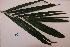 ( - RDS112)  @11 [ ] Attribution Non-Commercial Share-Alike (2025) Jacqueline Kumadoh A Rocha Ghana