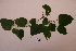  ( - RDS111)  @11 [ ] Attribution Non-Commercial Share-Alike (2025) Jacqueline Kumadoh A Rocha Ghana